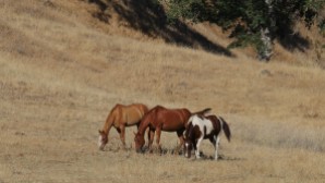 16 juin (4) Horses at Sites CA